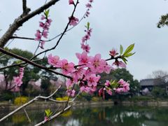 -无锡蠡湖国家湿地公园-蠡园