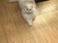 -Pets First伊珊娜洗护·精致美容·家庭式寄养(新会路店)