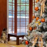 今天值班的是柴犬“汤圆”君，贼热情