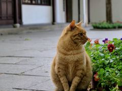 -西园戒幢律寺