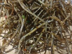 -烧蠔帮·湛江生蚝(工农店)