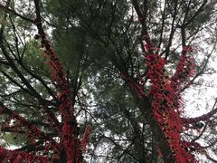 -苍山感通索道