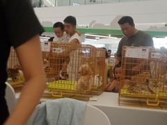 -帕帕拉兹宠物(亚洲旗舰店)