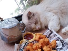 -豆逗聊愈猫阁Easy Life