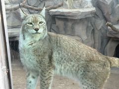 -青藏高原野生动物园