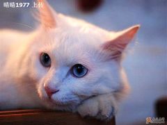 -Babycat私家御饼屋(龙头路一店)