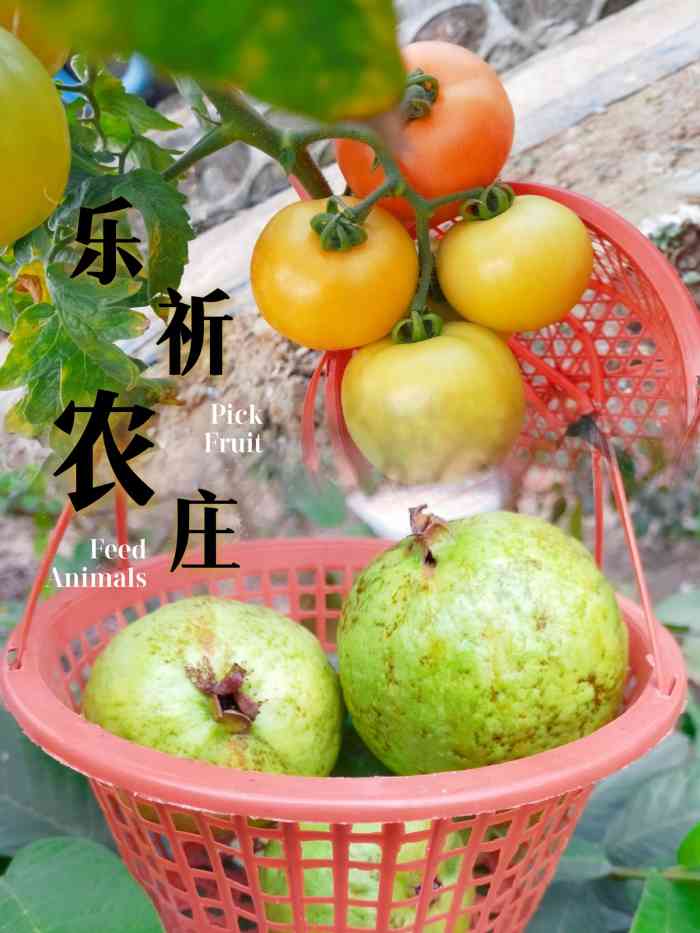 乐祈农场(番禺店)-"交通:地铁三号线到番禺广场,转南70/..."-大众点评