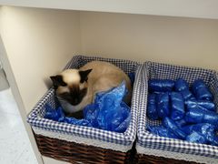 -喵园·猫主题咖啡厅·撸猫·猫咖(国贸店)