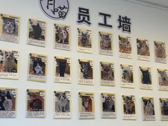 -有喵·猫咖·狗咖·30几只猫10只小狗(岗厦店)