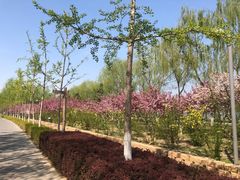 -大兴滨河森林公园