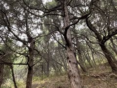 -七曲山风景区