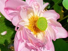 -陈家山荷花公园