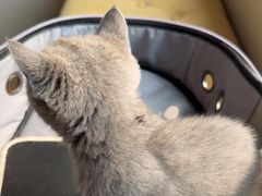 -瑞派宠物医院·犬猫全科·猫友好(宾水西道店)