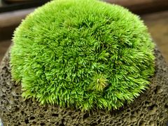 -植觉