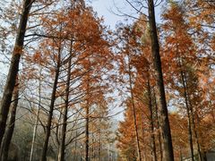 -白水寺森林公园
