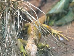 -上海大自然野生昆虫馆(东方明珠·爬宠昆虫探索中心)