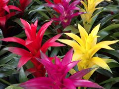 -秦美花卉(天朗·莱茵小城2期店)