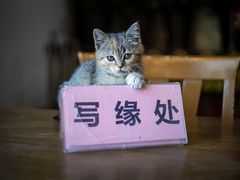 -龙华寺