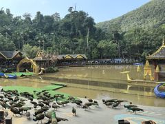 -西双版纳原始森林公园