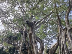 -瑞丽独树成林风景区