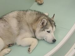 -怪兽屋·羊驼·猫咖·狗咖(俊华广场店)