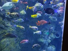 -太平洋海底世界