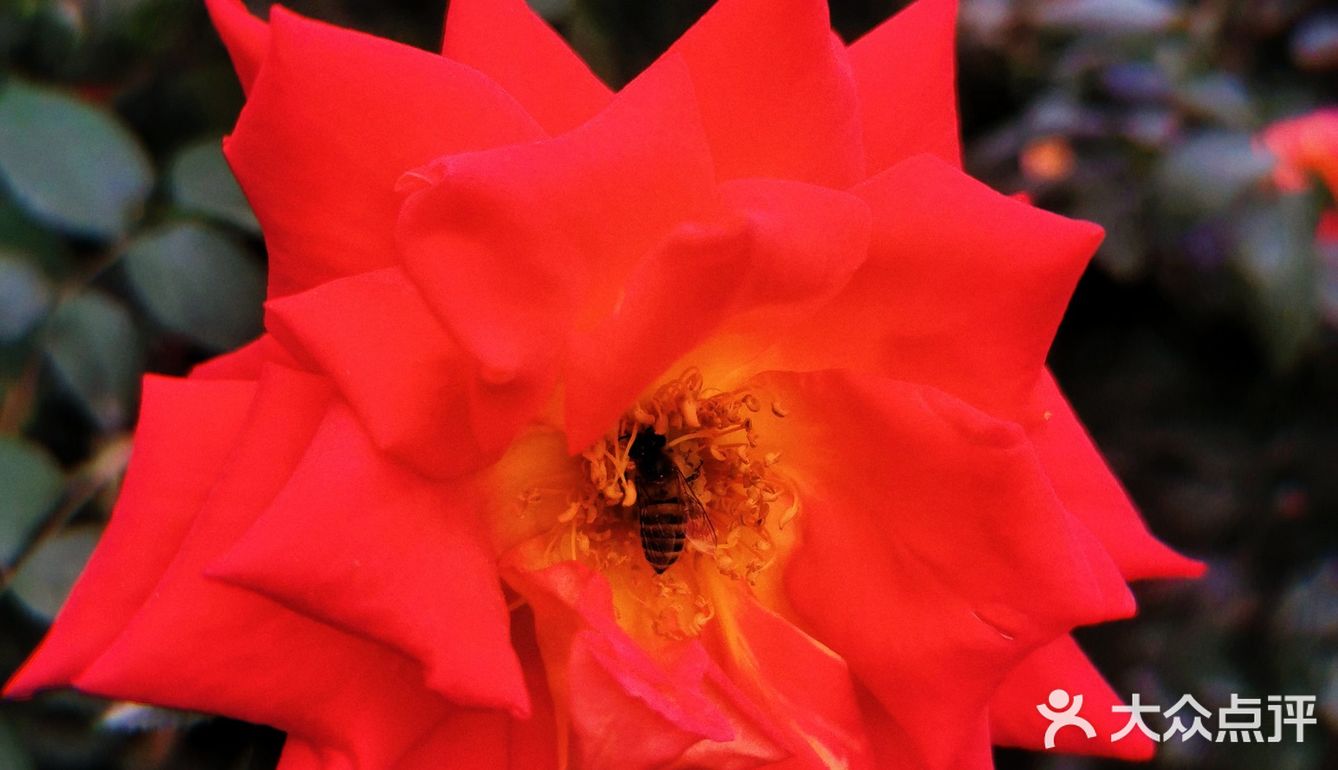 繁花似锦觅安宁