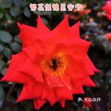 繁花似锦觅安宁