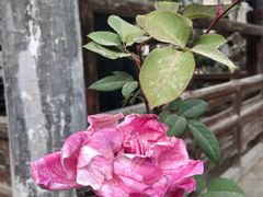 -大学习巷清真寺