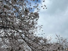 -苏州上方山国家森林公园