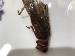 -金蝉食府(维吉奥广场店)