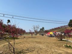 -绵阳盛世樱花悠乐谷