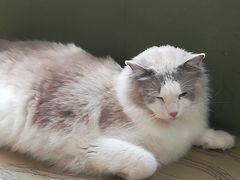 -猫猫幼稚园·撸猫·桌游·电玩