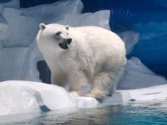 -海合安天津极地海洋公园