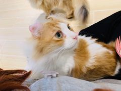 -momokira米努特·德文卷毛猫·棉花面纱犬