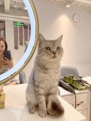点击看大图 -飞梵造型