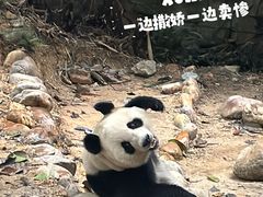 -广州长隆野生动物世界