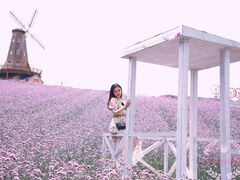 -大塘金香草谷