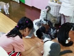-李小姐の猫咖啡馆(五角场店)