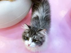 -爪爪喵星球·猫舍(前海卓越店)