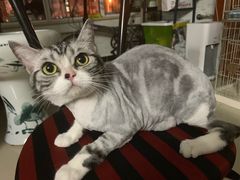 -多卡布奇宠物生活馆(上林世家店)