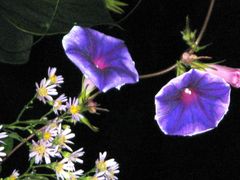 -荷兰布尔玛国际花艺学院