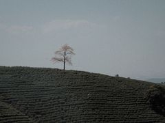 -白茶原·一片叶子