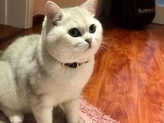 -喵zoo家庭繁育猫舍(尖东智能花园店)