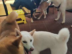 -柴犬高等学院·狗咖·柴犬售卖·宠物训练