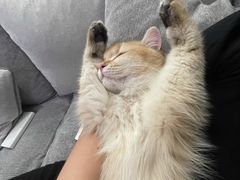 -猫大福·Fortune Cat猫舍(百子湾店)