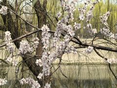 -桃花堤公园