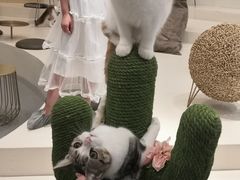 -飞行喵MR PILOT|猫舍·猫咖(静安大融城店)