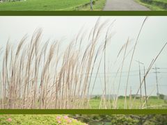 -雪绿茶博物馆