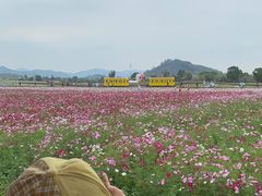 -径山花海